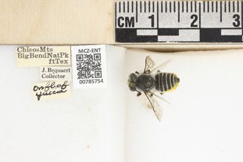 Media type: image;   Entomology 785754 Aspect: labels